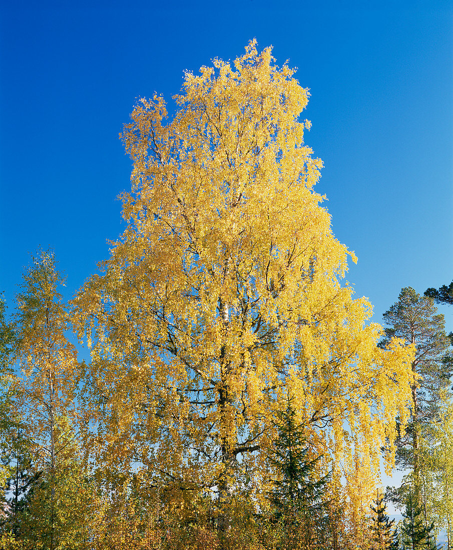 Downy birch tree (Betula pubescens)