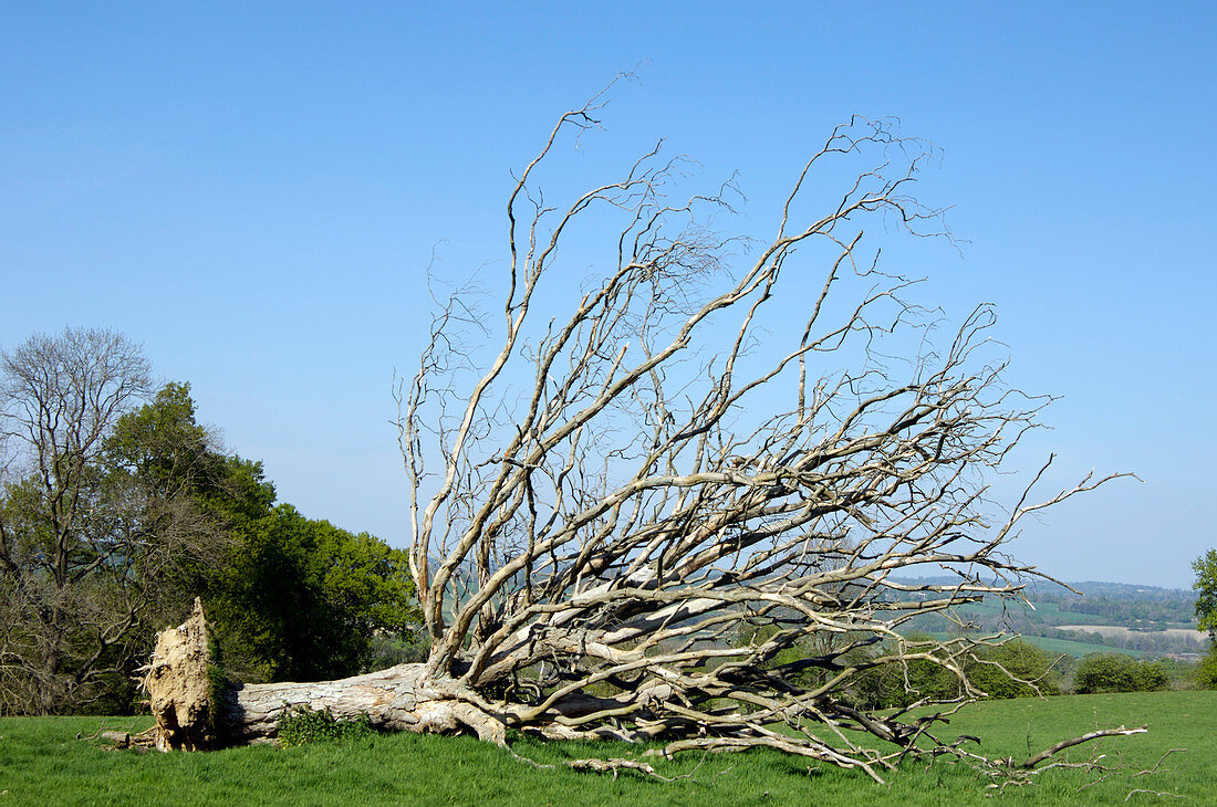 Fallen dead tree