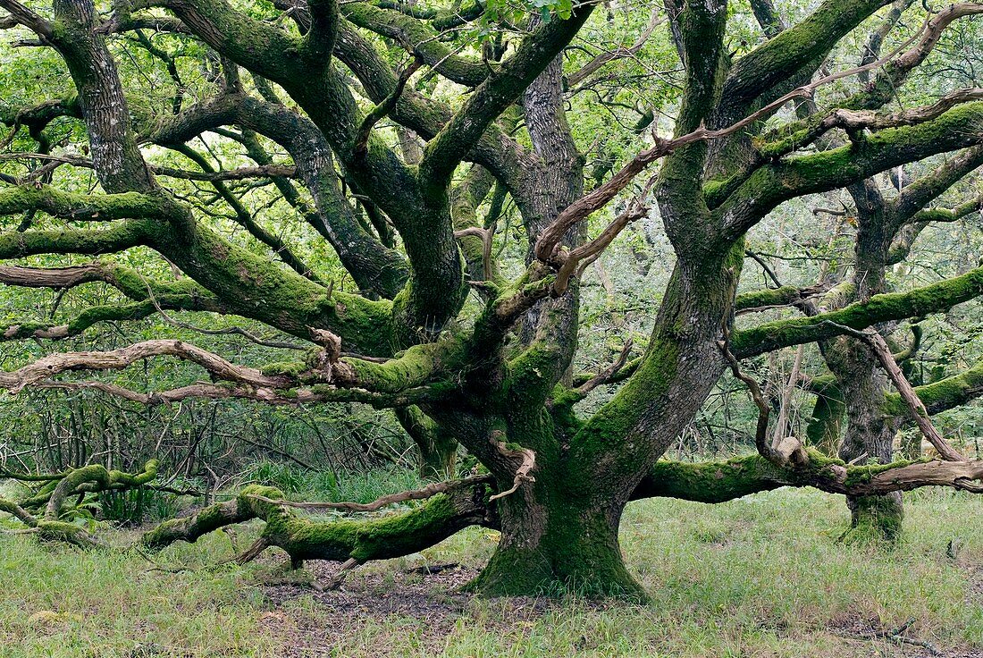 Ancient oak tree (Quercus sp.)