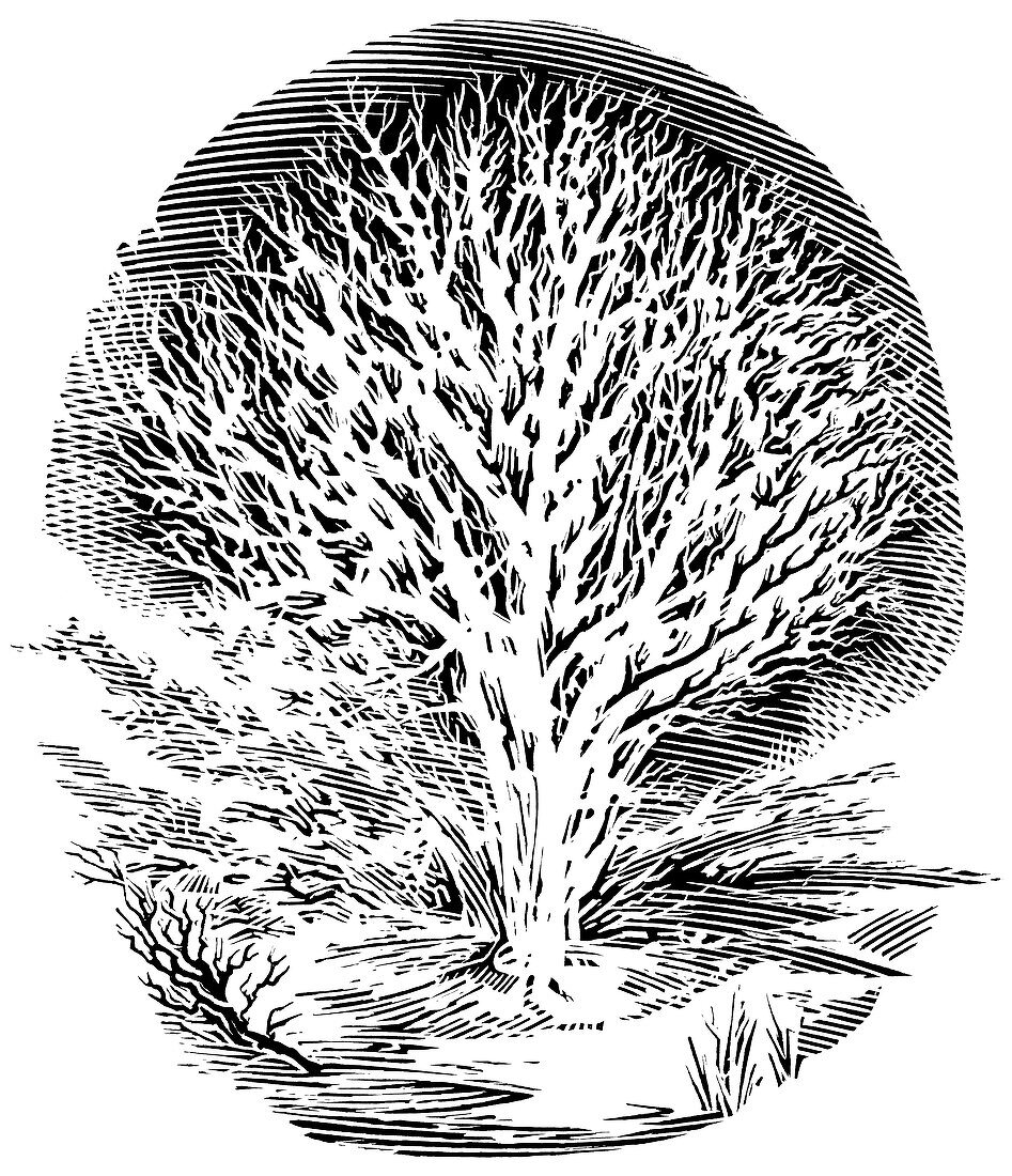 Snow-covered tree,engraving