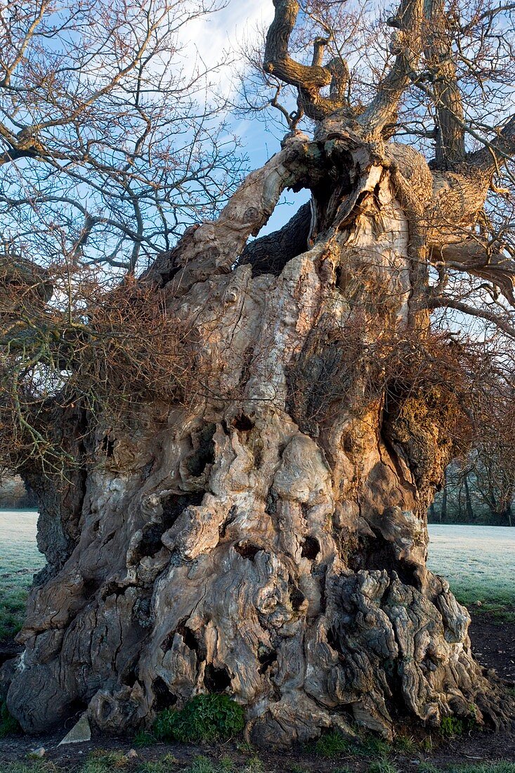 English oak tree (Quercus robur) at dawn