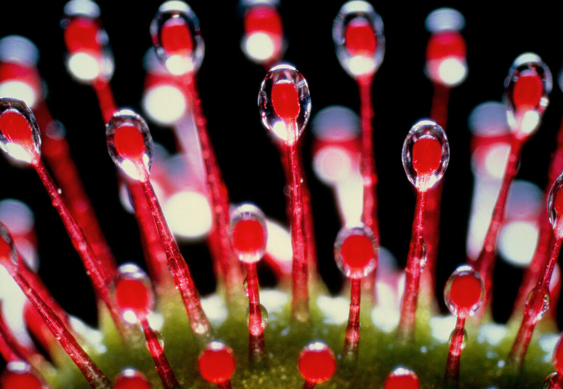 Macrophoto of tentacles of Drosera plant