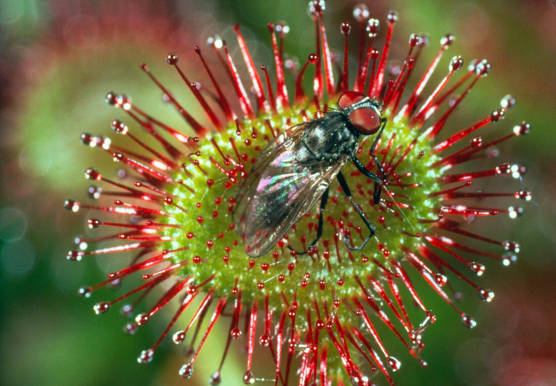 Fly trapped on leaf of Drosera plant