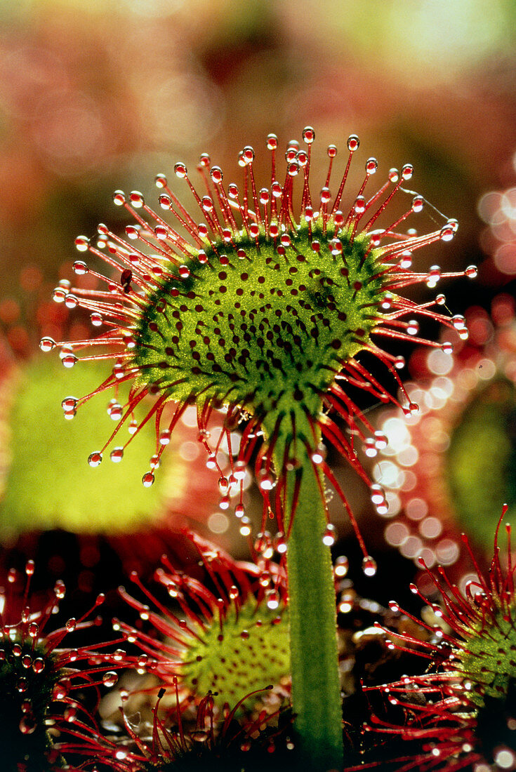 Carnivorous plant,Drosera rotundifolia