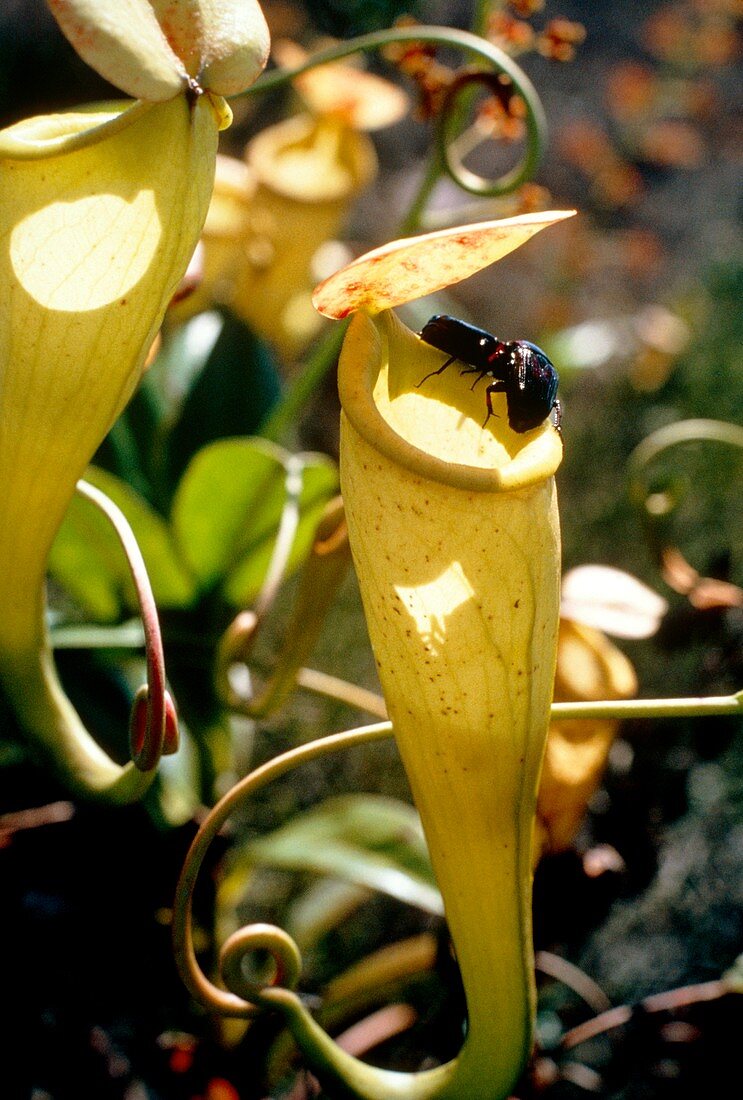 Pitcher plant and beetles