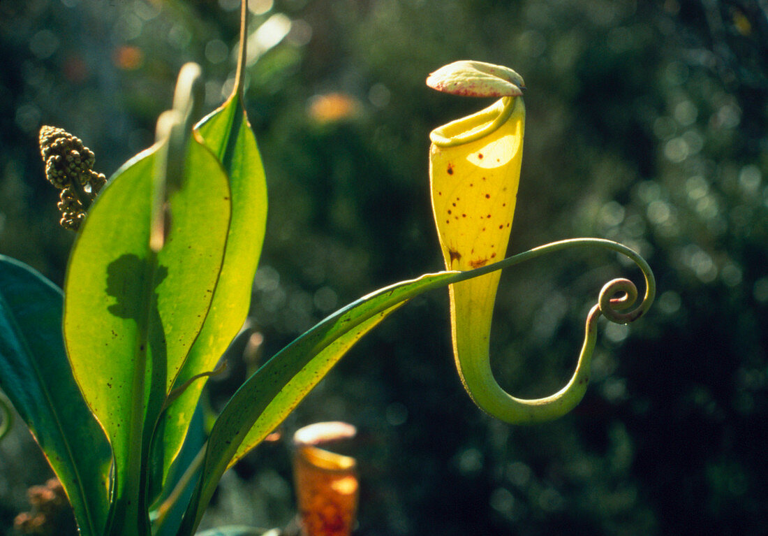 Insect trap of carnivorous pitcher plant