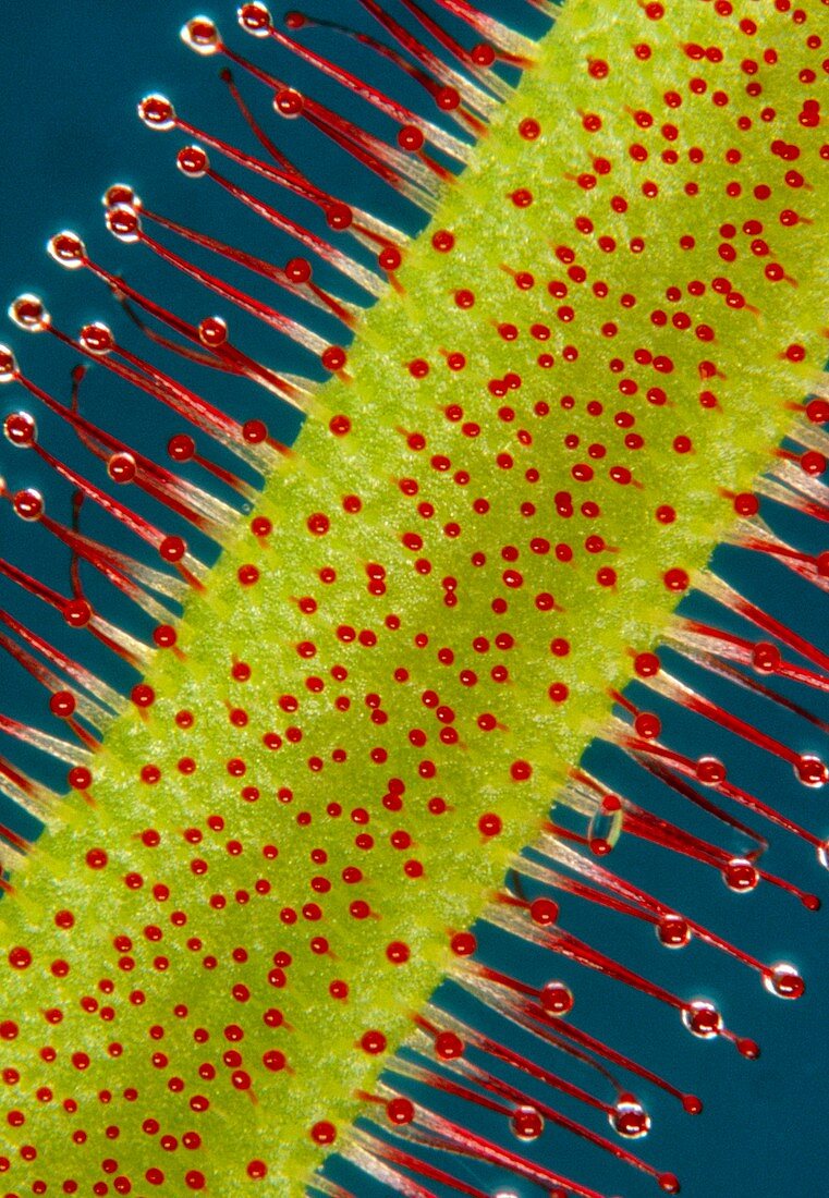 Leaf of the Sundew,Drosera capensis