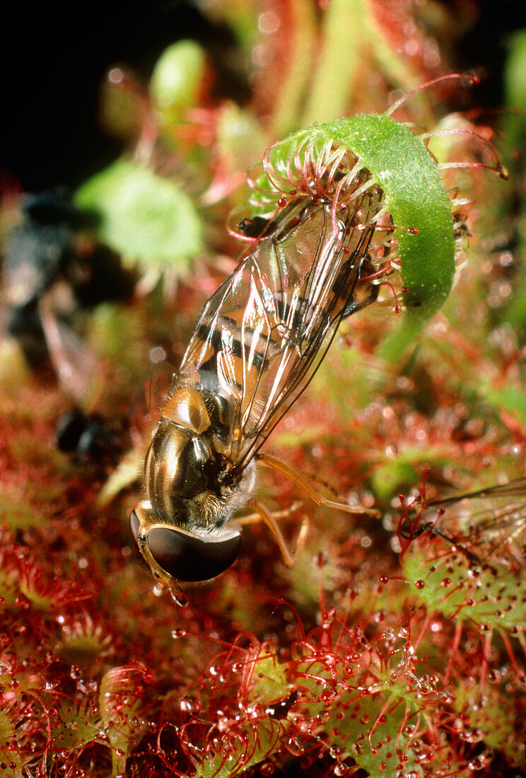 Photo of a hoverfly trapped by a Cape sundew