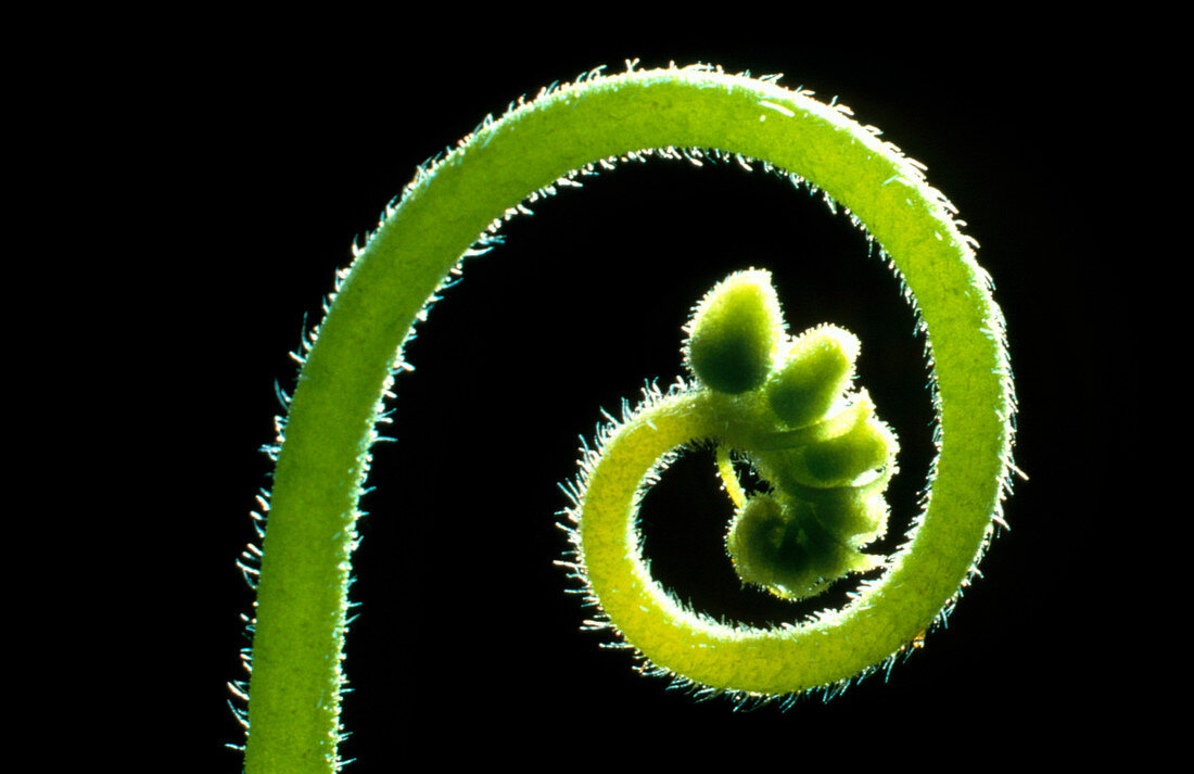 Developing sundew flower