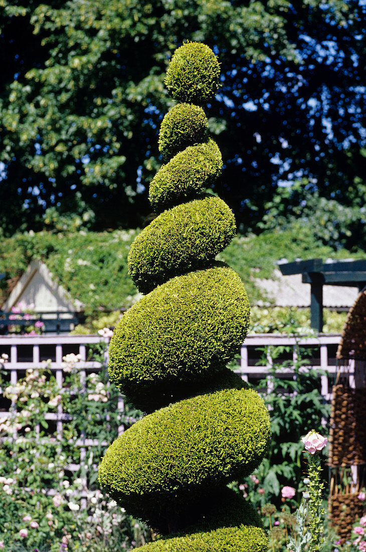 English yew topiary