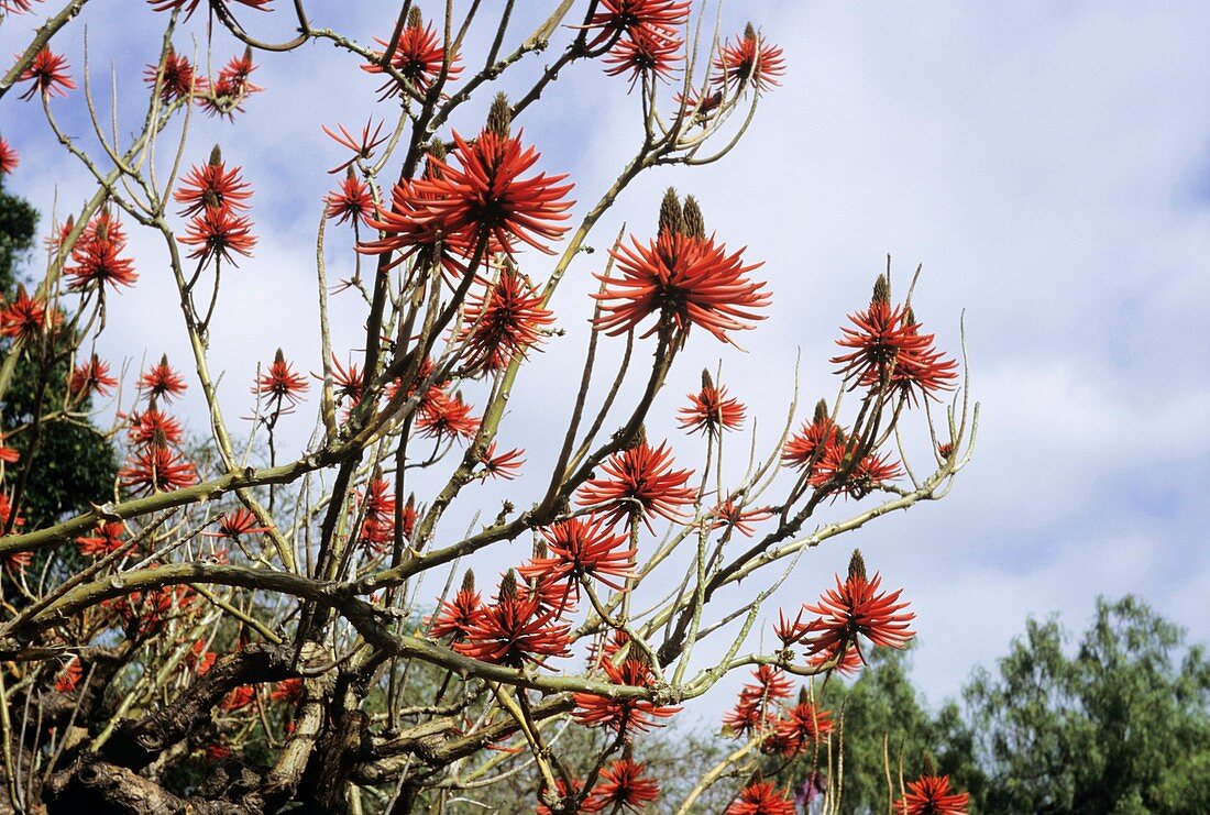 Coral tree