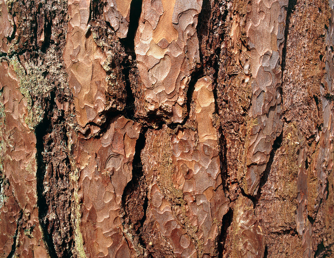 Scots pine bark (Pinus sylvestris)