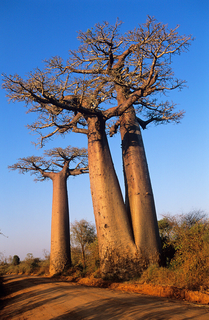 Baobab trees