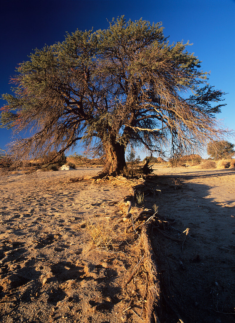 Camel thorn tree (Acacia erioloba)