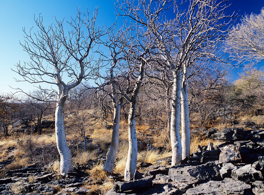 Moringo trees (Moringa ovalifolia)