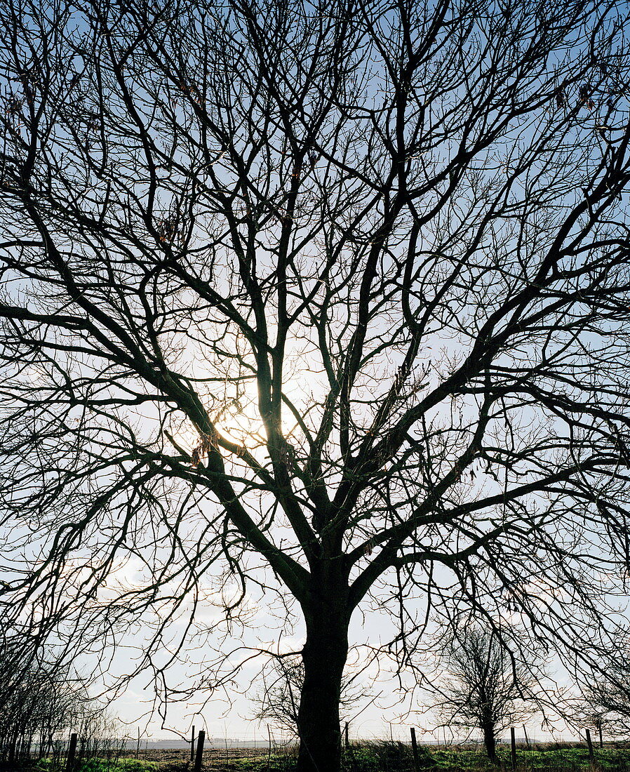 Tree in silhouette