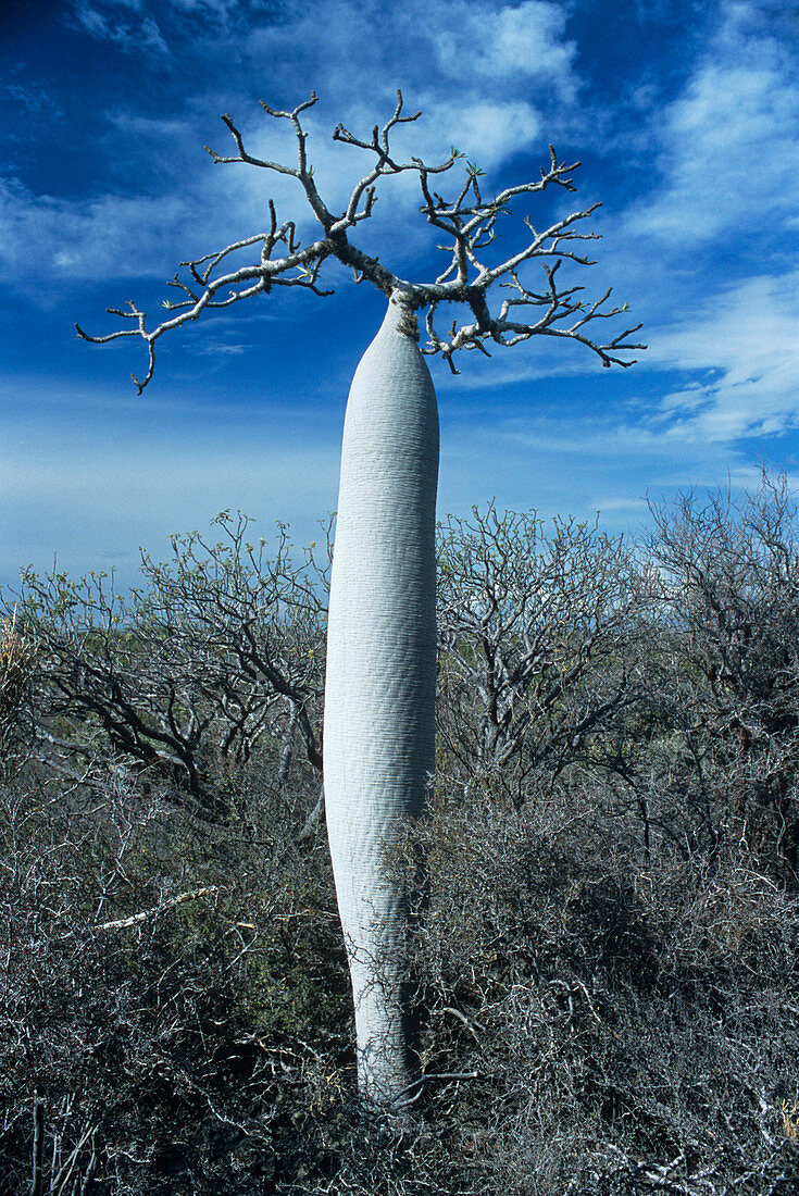 Bottle tree (Pachypodium sp.)