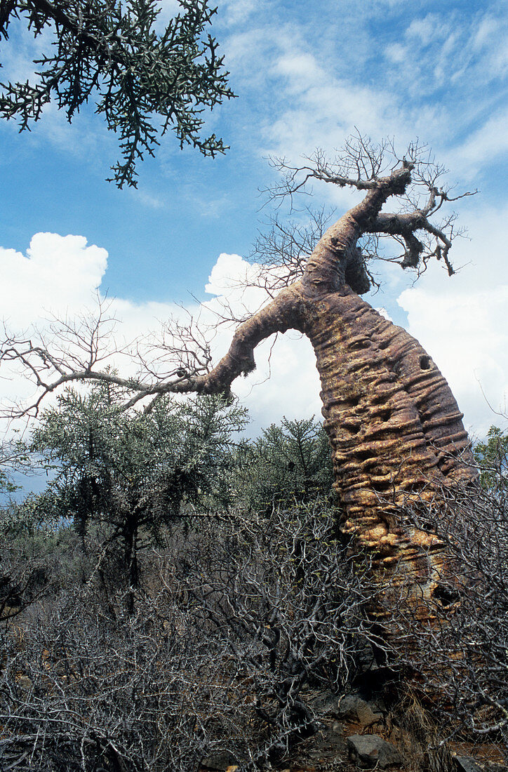 Baobab tree (Adansonia fony)
