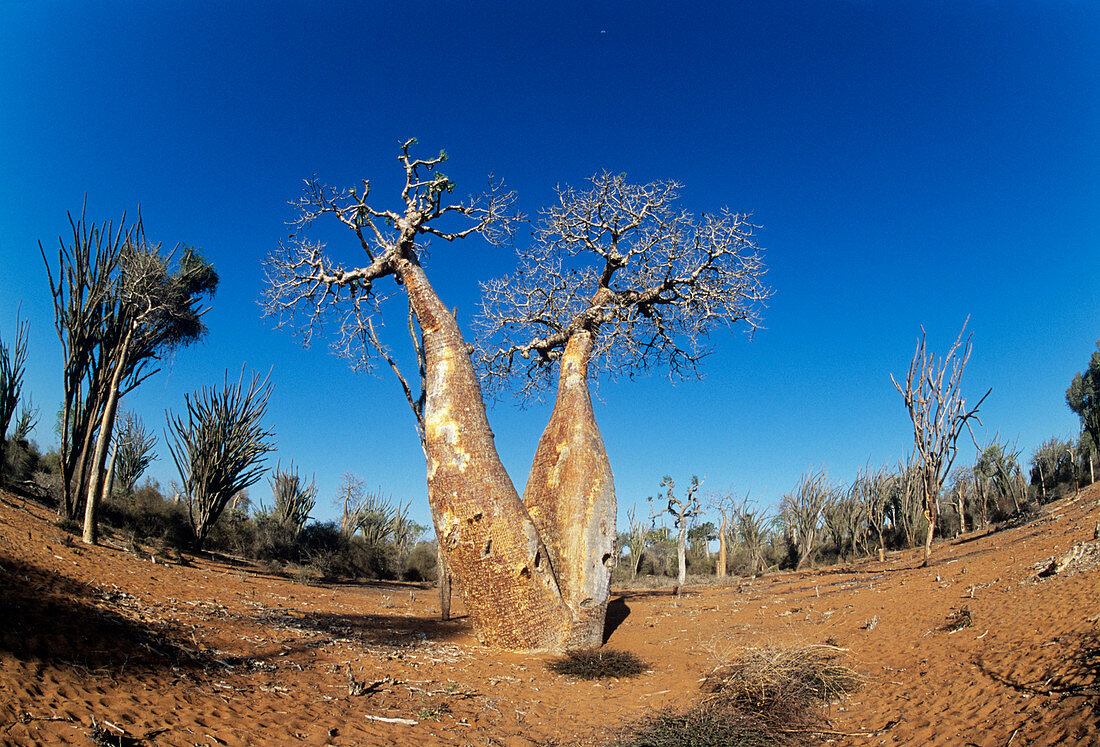 Boabab tree (Adansonia grandidieri)
