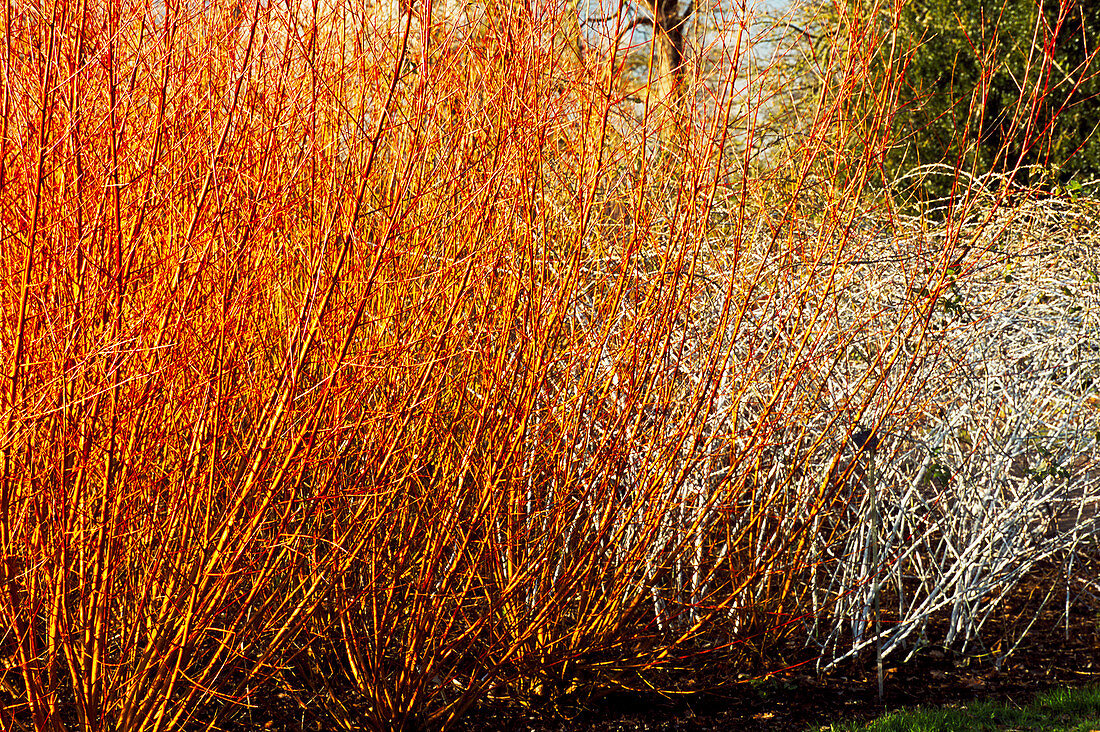 Salix 'Yelverton' with Rubus biflorus