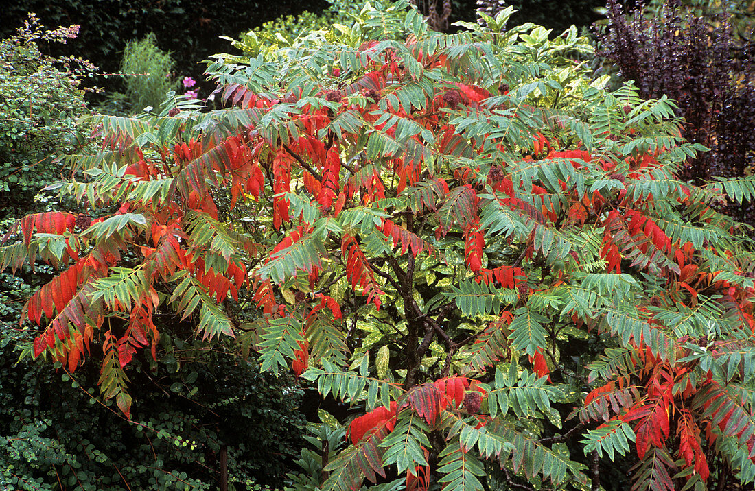 Stag's horn sumach (Rhus typhina)