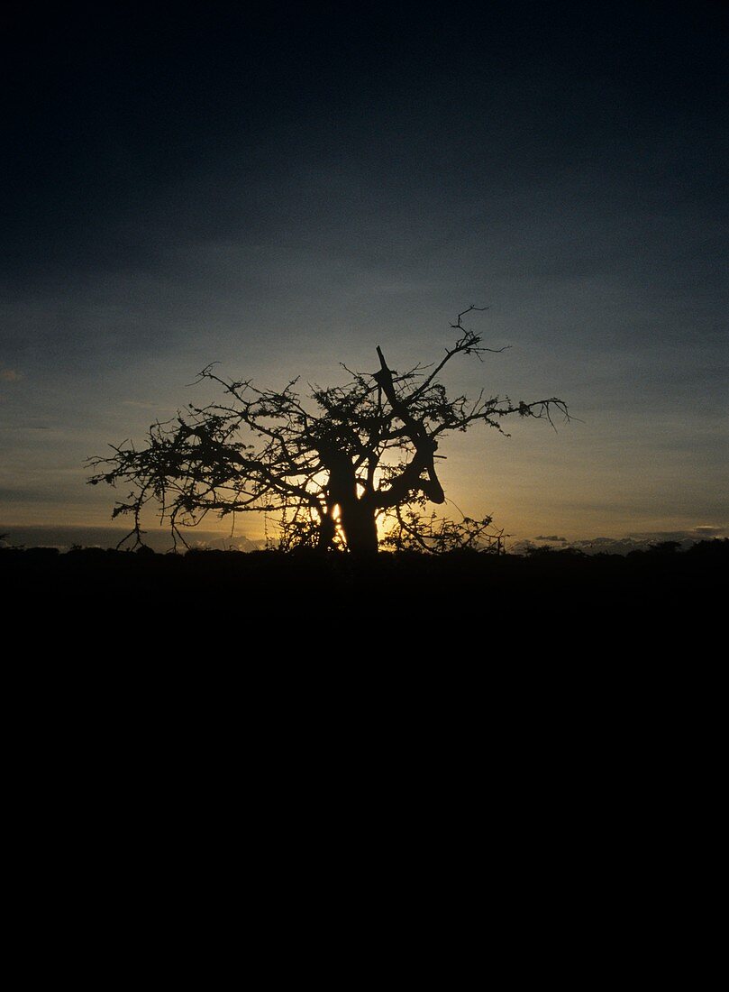 Tree at sunset