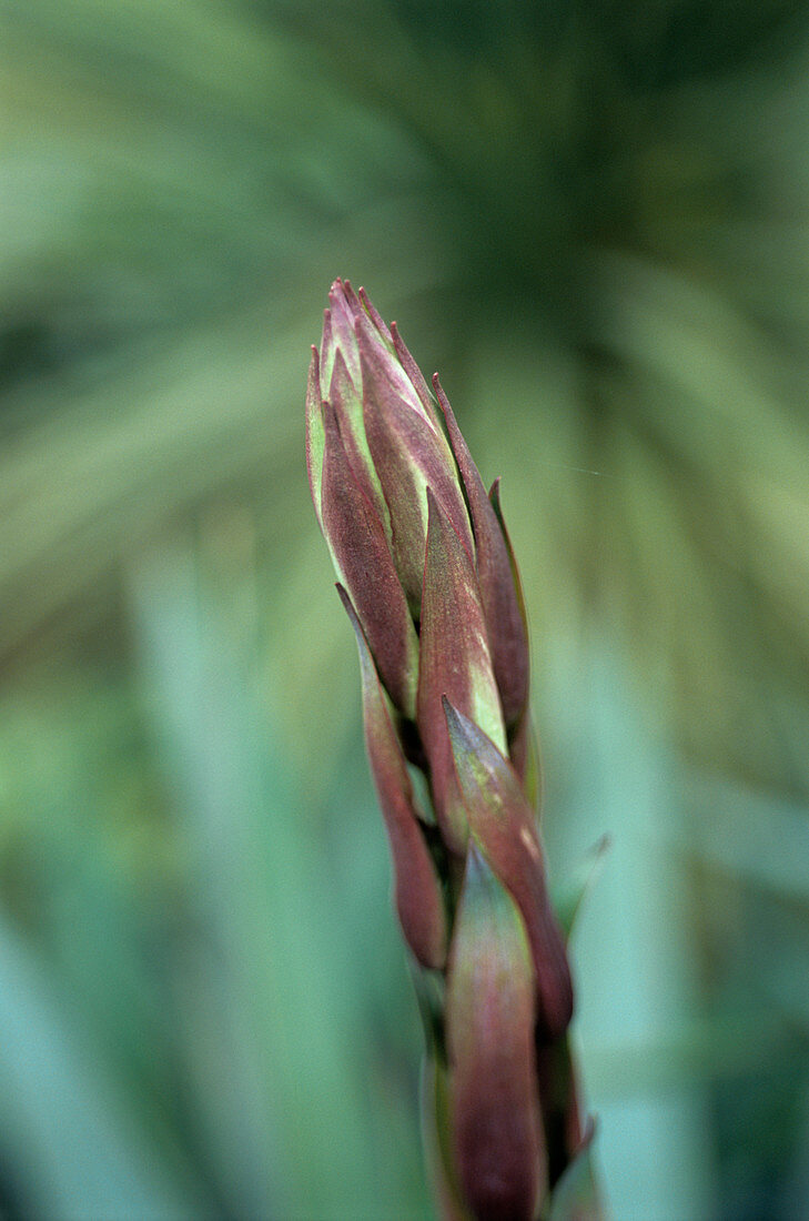 Weeping Yucca buds