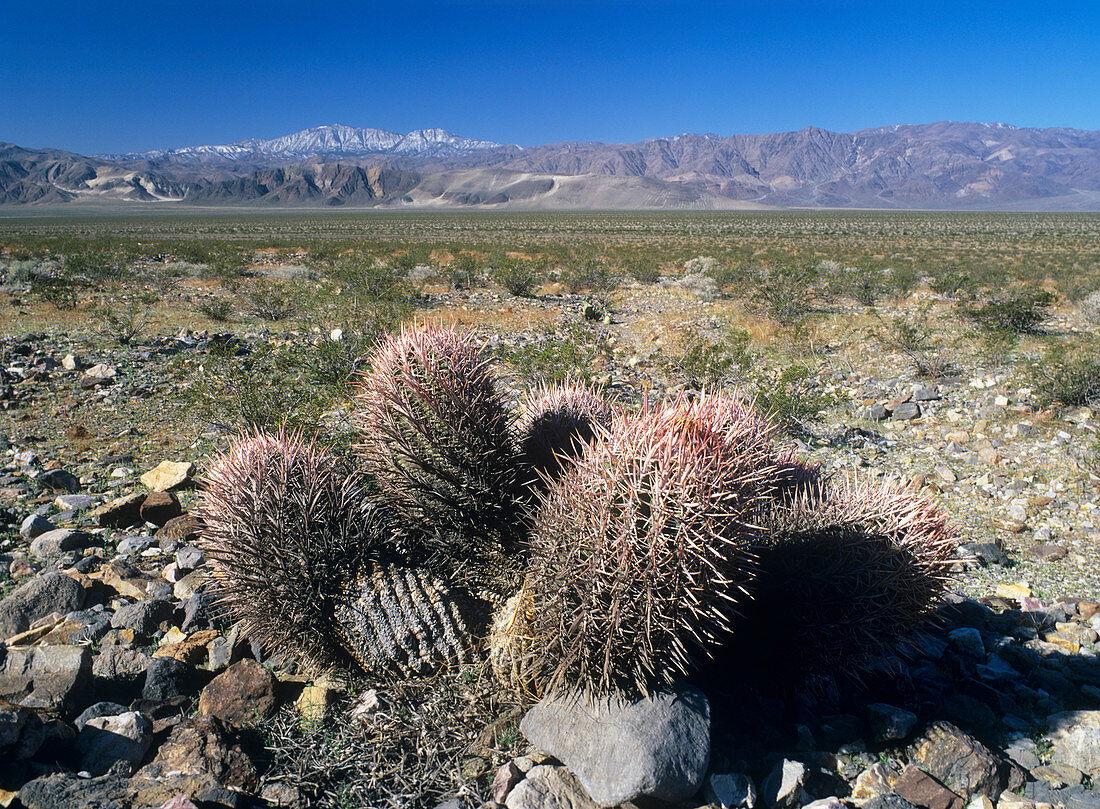 Barrel cacti (Ferocactus cylindraceus)