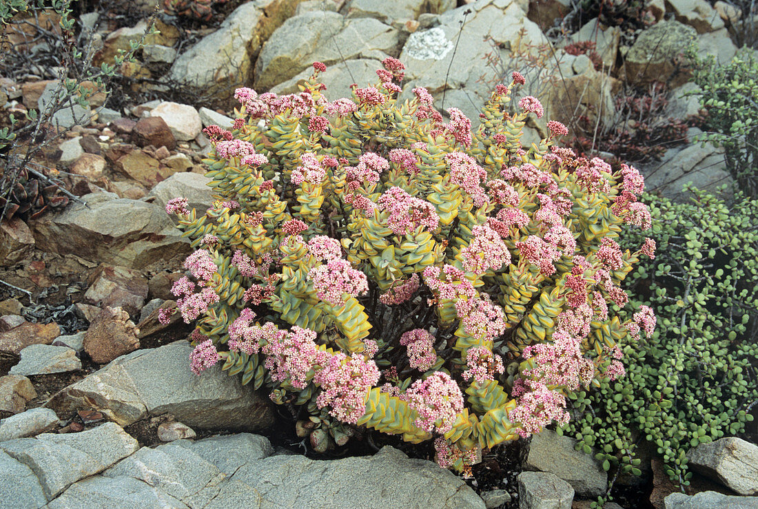 Crassula plant