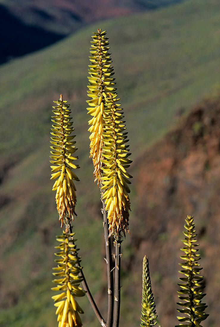 Aloe vera flowers
