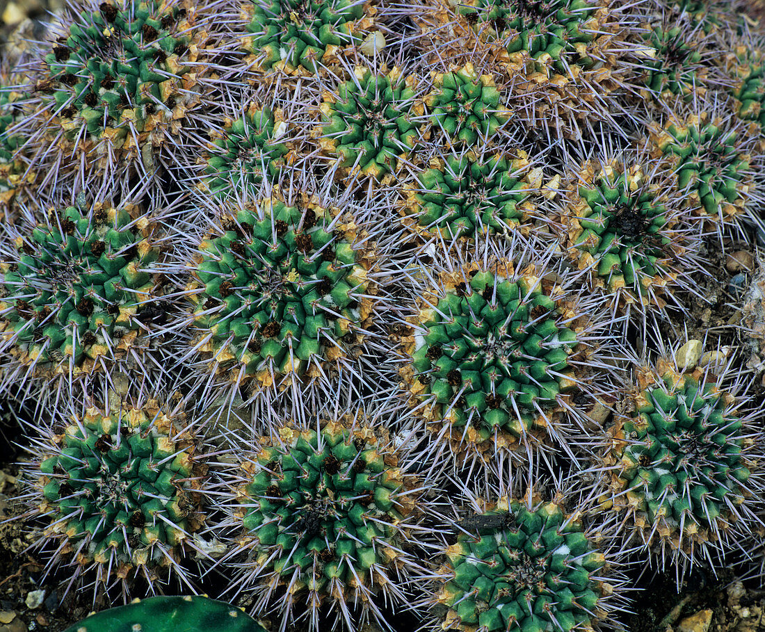 Mammillaria compressa cactus