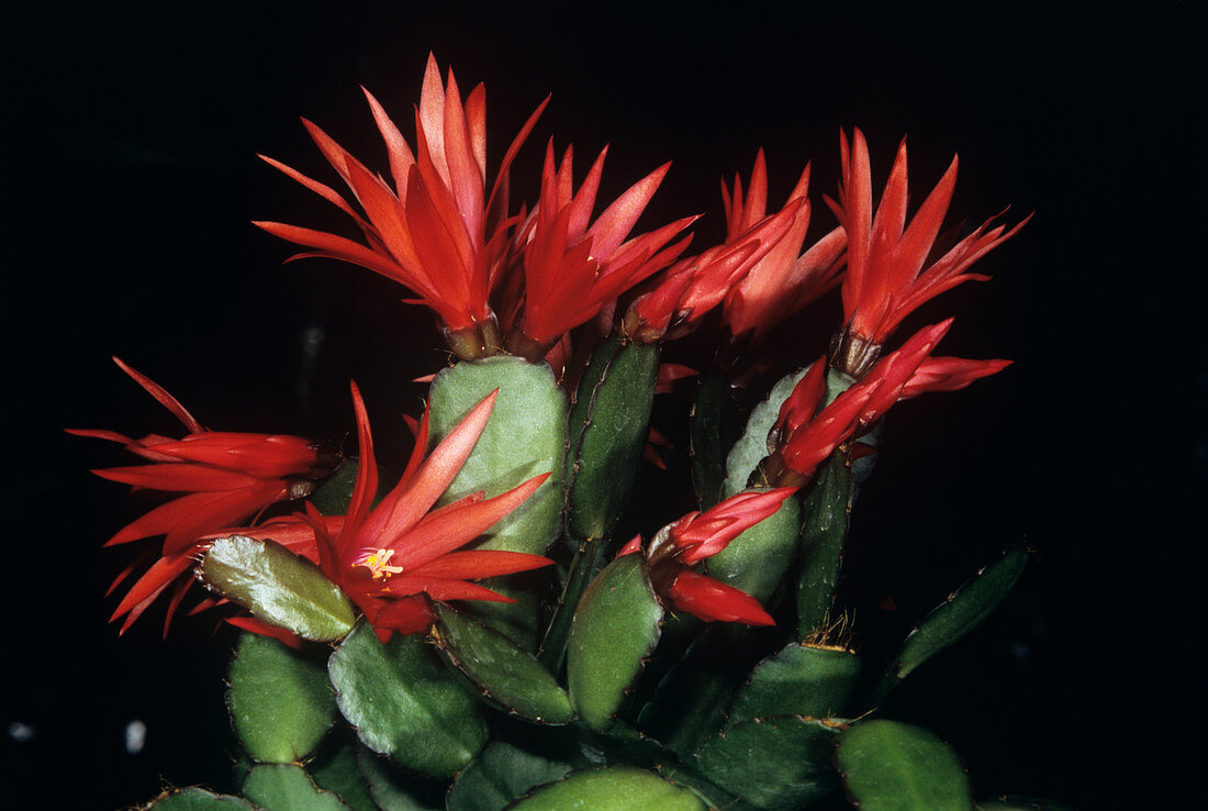 Rhipsalis cactus flowers