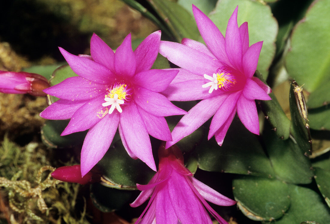 Rhipsalis cactus flowers