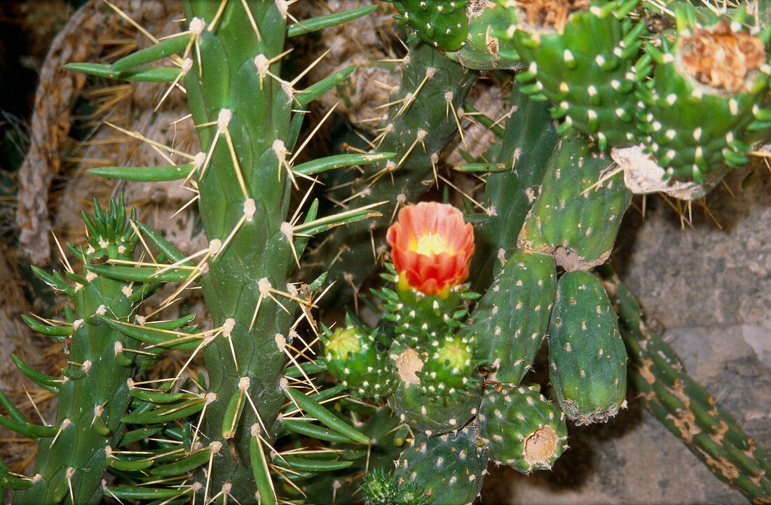 Prickly pear,Opuntia subulata