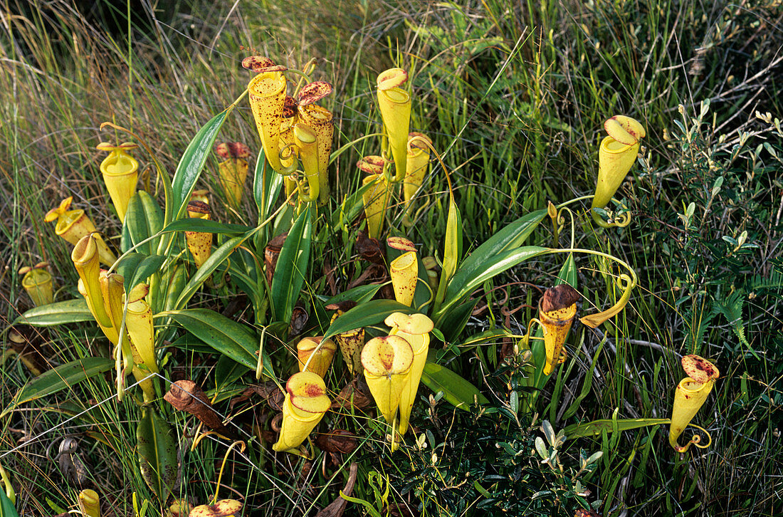Madagascan pitcher plant
