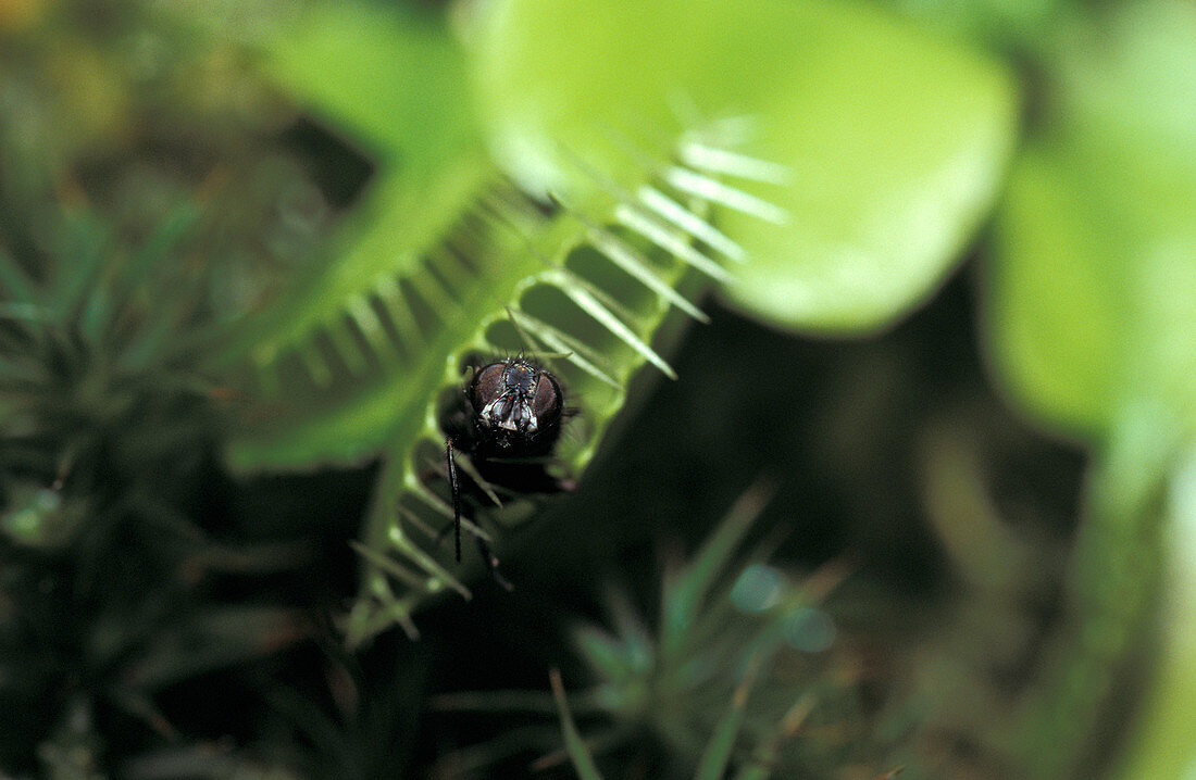 Venus flytrap