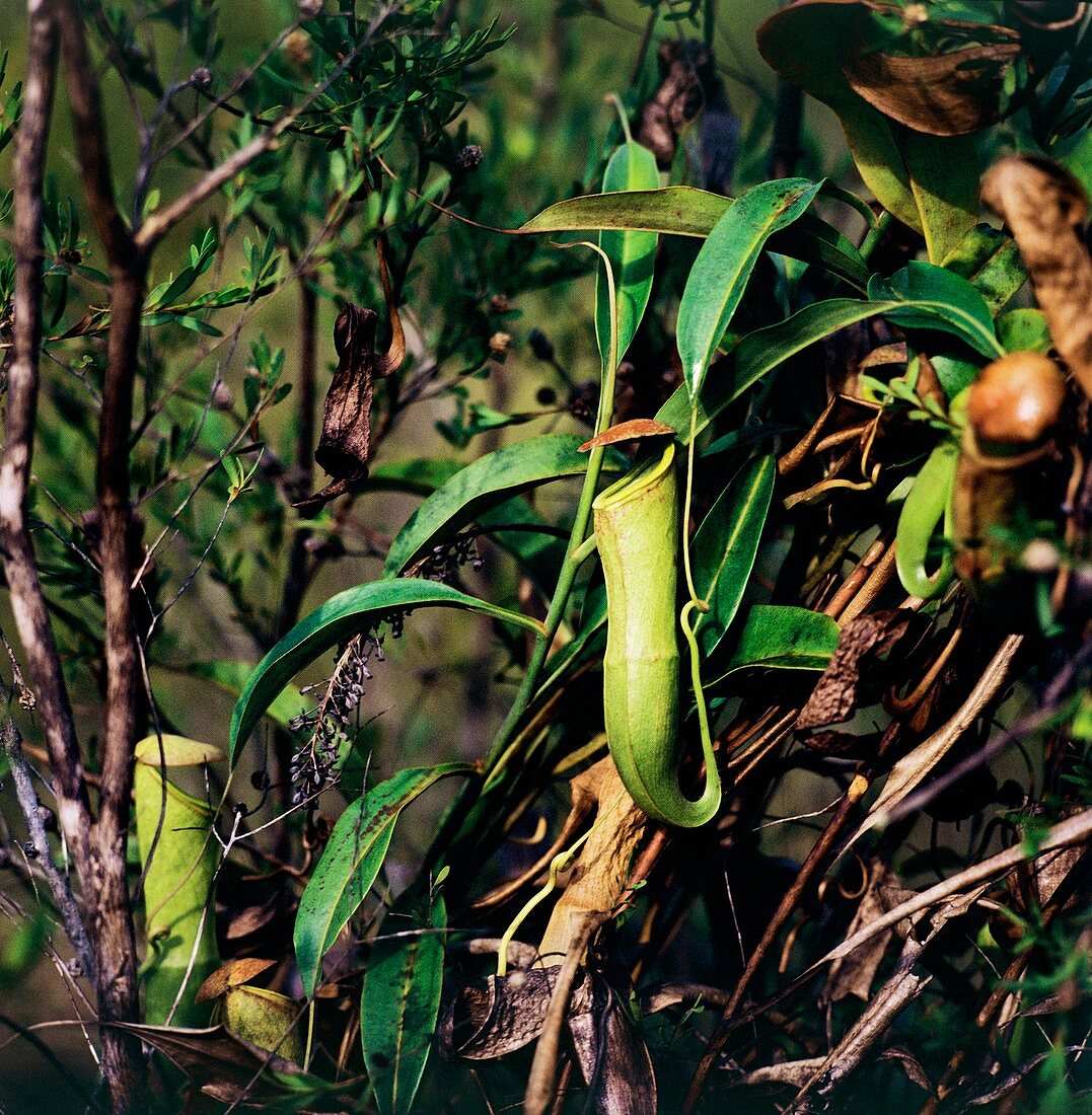 Pitcher plant,Nepenthes ssp