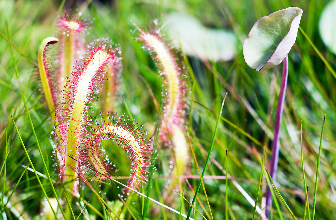 Cape sundew