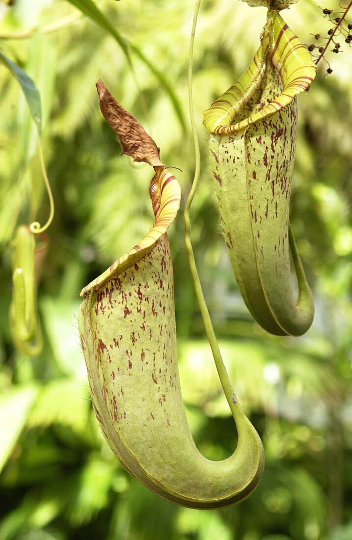 Flycatcher carnivorous plant