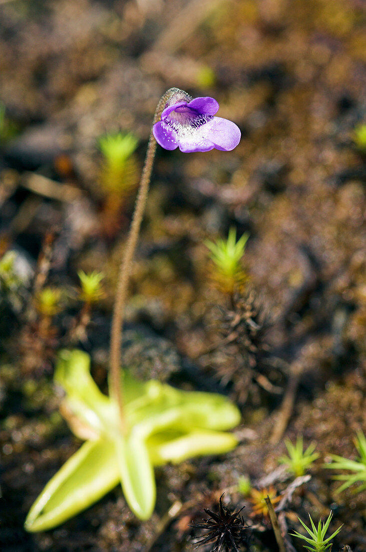 Common butterwort (Pinguicula vulgaris)