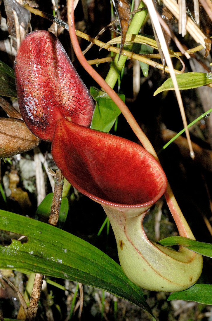 Low's pitcher plant (Nepenthes lowii)