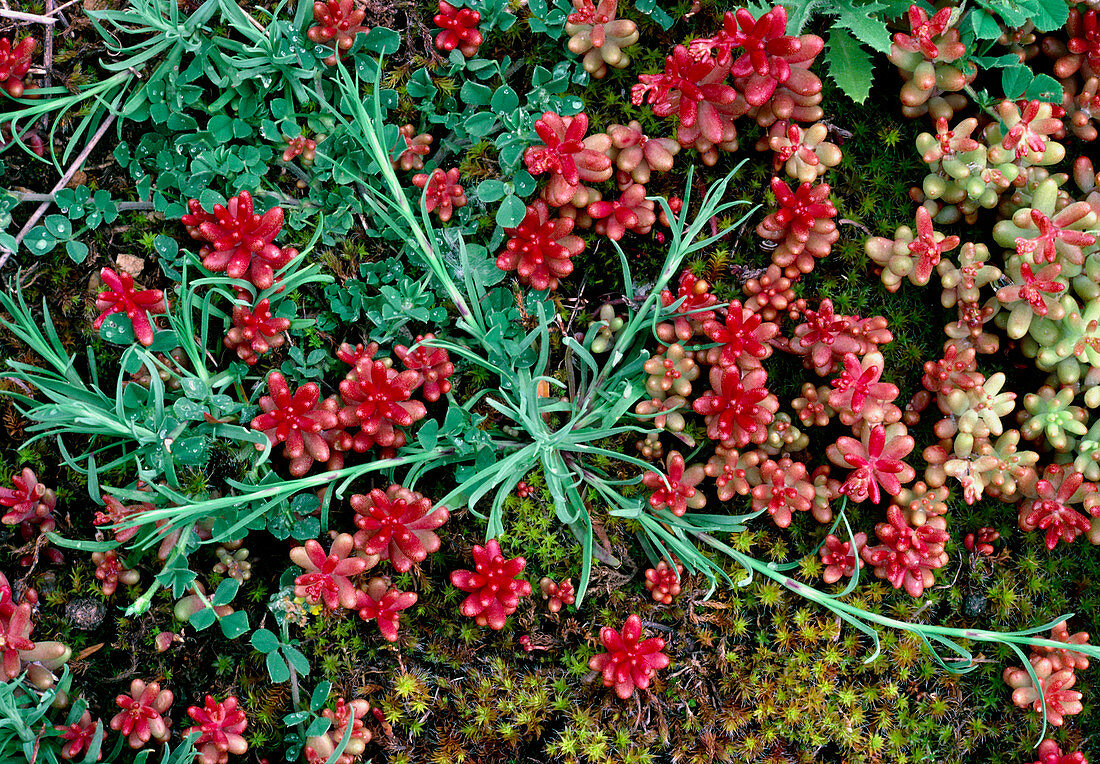 View of the succulent leaves of Sedum sp