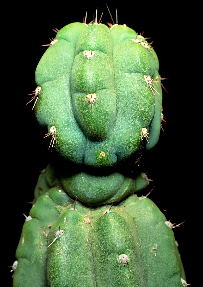 Hallucinogenic San Pedro cactus,Ecuador