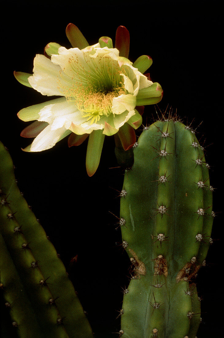 Night blooming cactus,flower closing