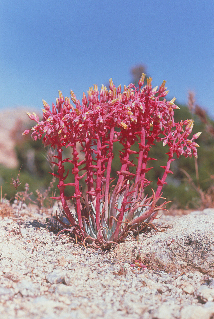 Succulent plant in the Mojave Desert