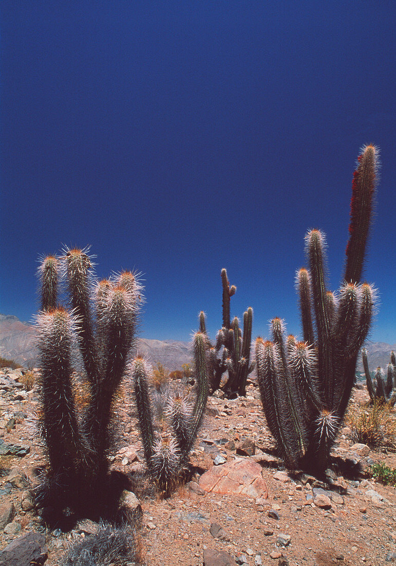 Cacti