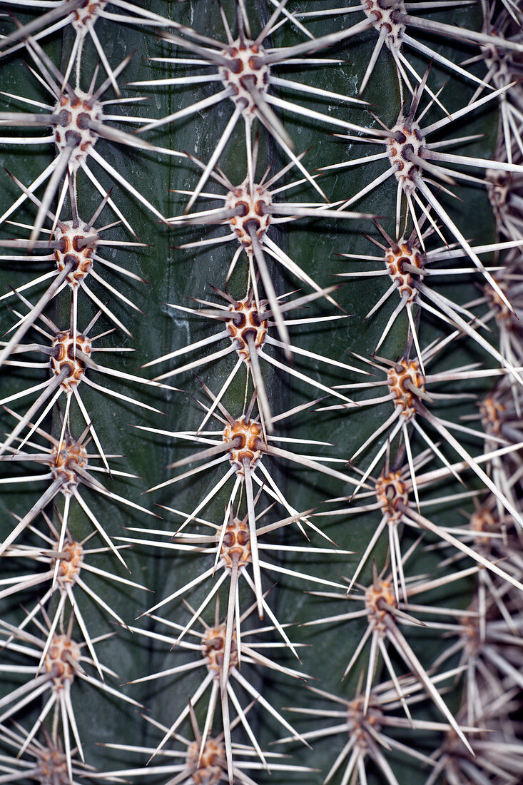 Barrel cactus spines (Ferocactus sp.)