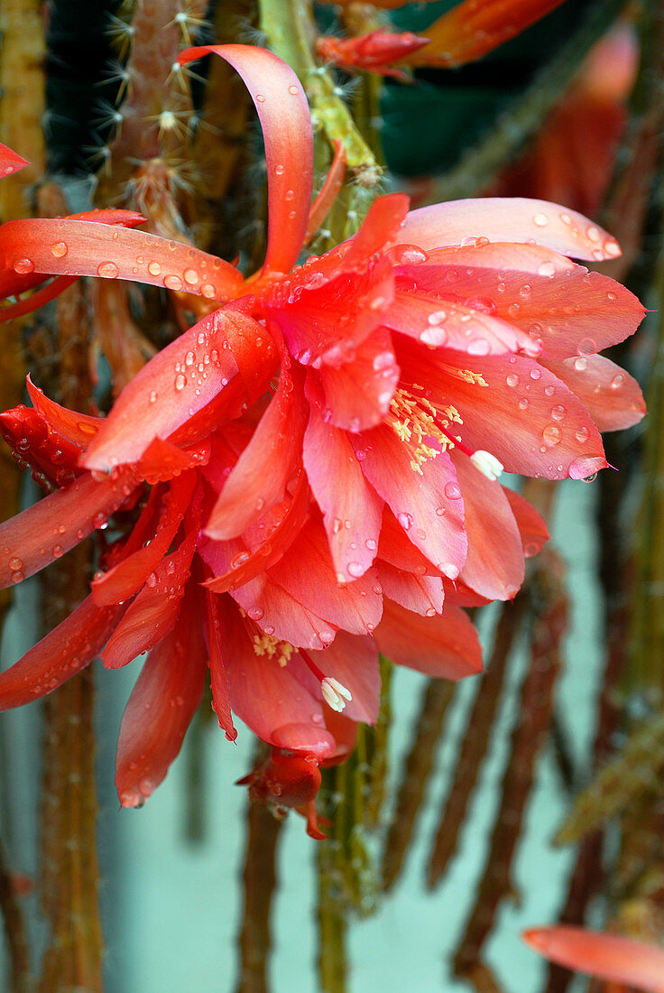 Cactus flowers (Aporophyllum 'Vivide')