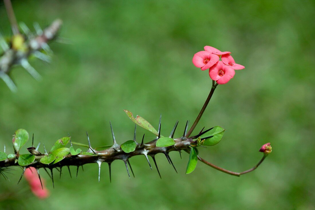 Crown of thorns spurge (Euphorbia millii)