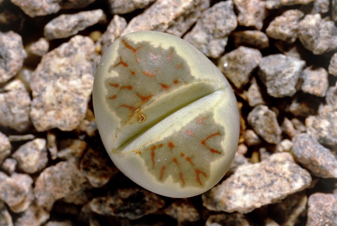 Living stone (Lithops sp.)